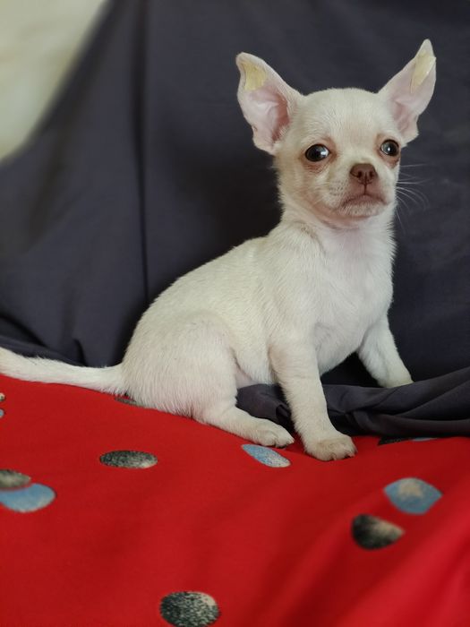 Малюк в пошуках родини