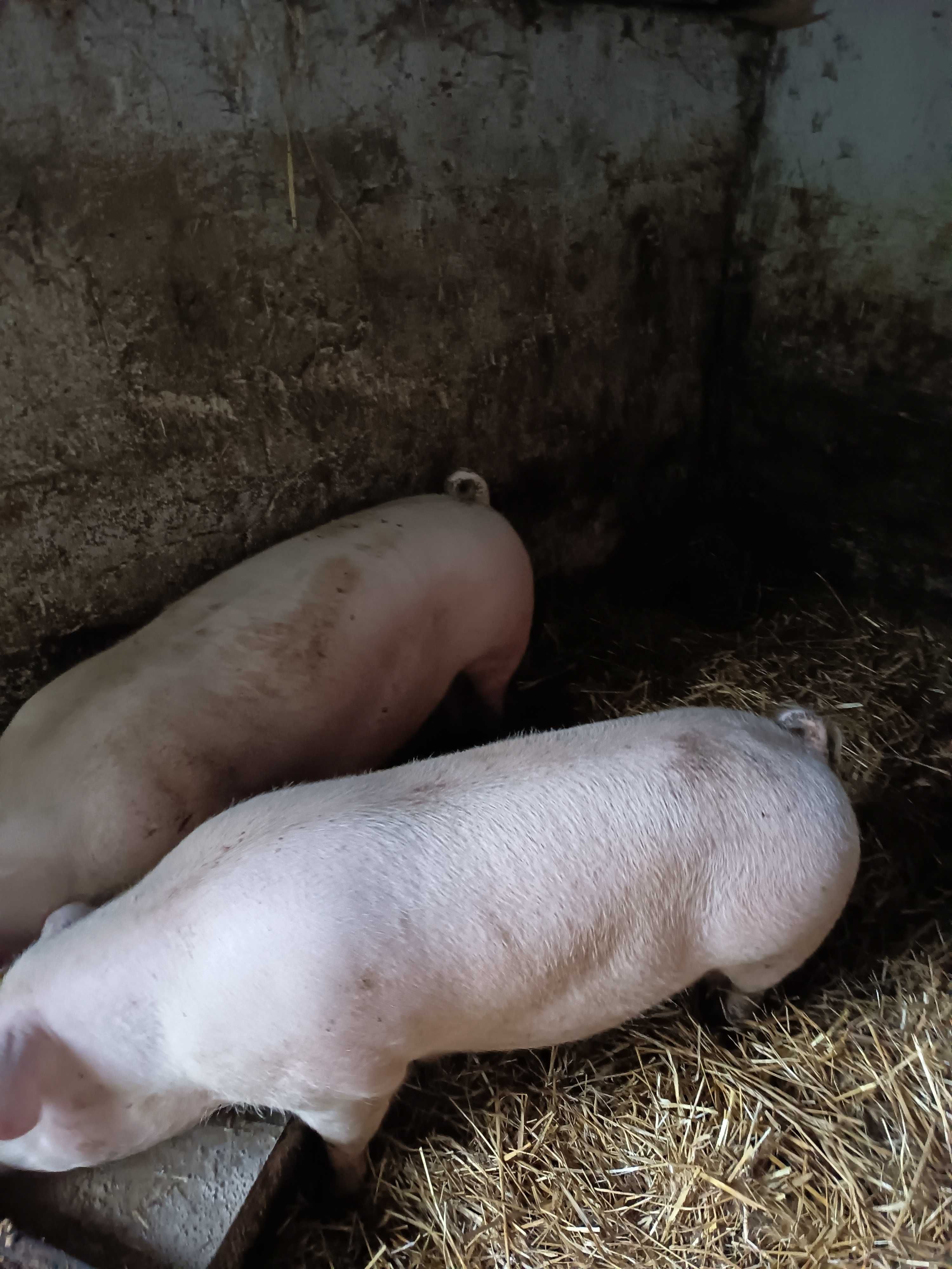 Tucznik świnki świnie prosiak