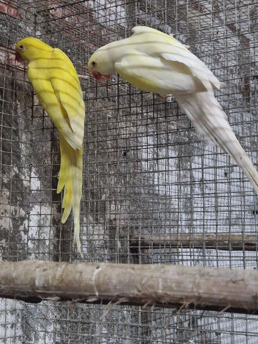Vários ringnecks