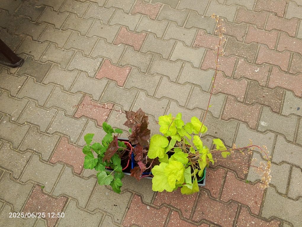 Zestaw 3 żurawek