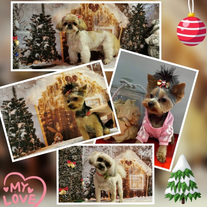 Strzyzenie psów, salon dla psów i kotów PUPIL