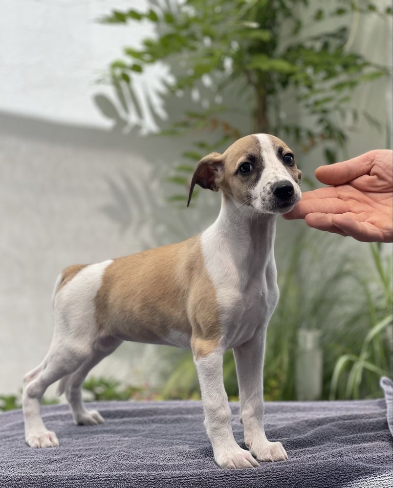 Whippet ZKwP suczka Revirado FCI