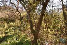 Terreno em Freixianda, Ribeira do Fárrio e Formigais de 5100,00 m2
