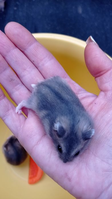 Крихітні гризунчики-попригунчики