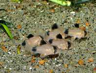 Kirys panda / Corydoras panda