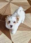 York Suka Yorkshire terrier biało-złota, wyjątkowa gotowa do odbioru