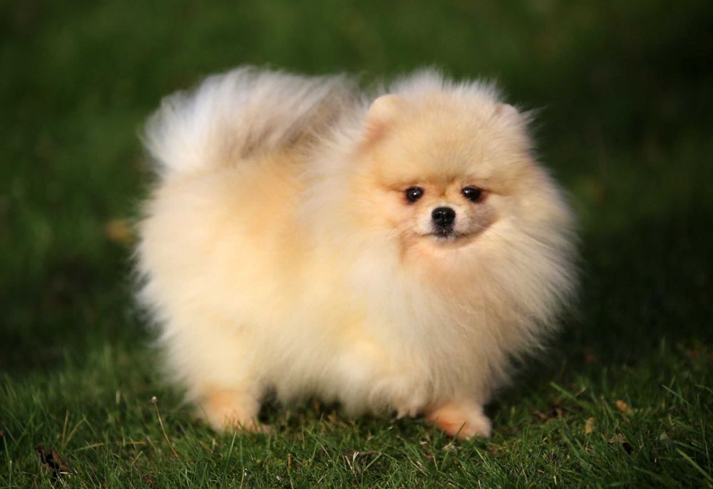 Suczka szpic miniaturowy Pomeranian zkwp fci
