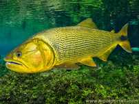 Dourado / Salminus brasiliensis ~22/23cm