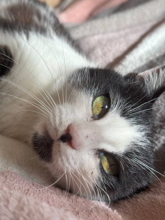 Стерилізована киця десь 11 міс НЕ КУПУЙТЕ !РЯТУЙТЕ ЖИТТЯ