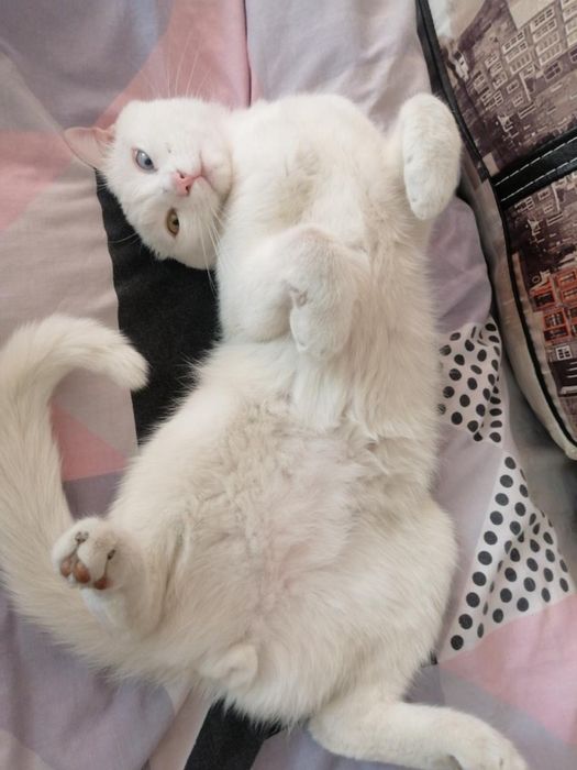 Кіт білий віддам