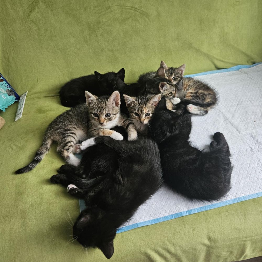 Kociaki do pilnej adopcji