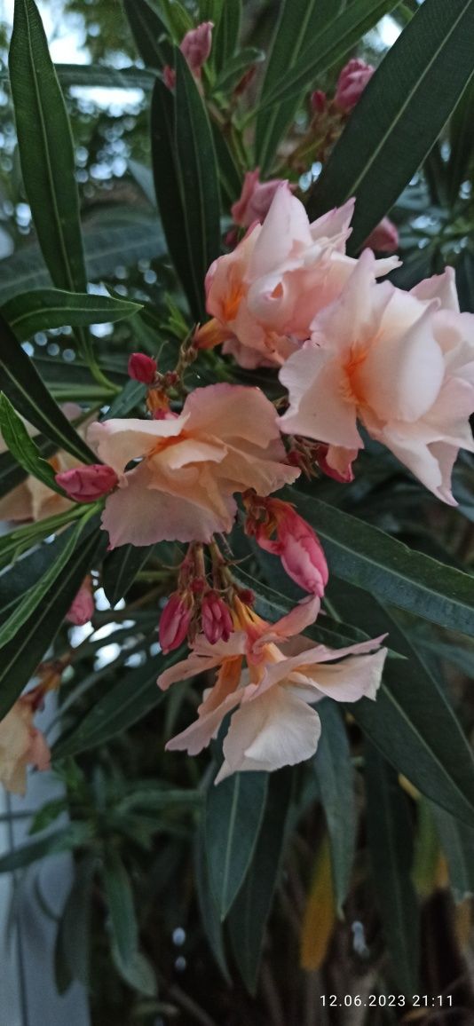 brzoskwiniowy oleander