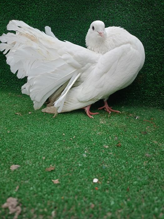 Gołębie pawiki samce