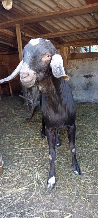 Продається племінний англо-нубійський козлик