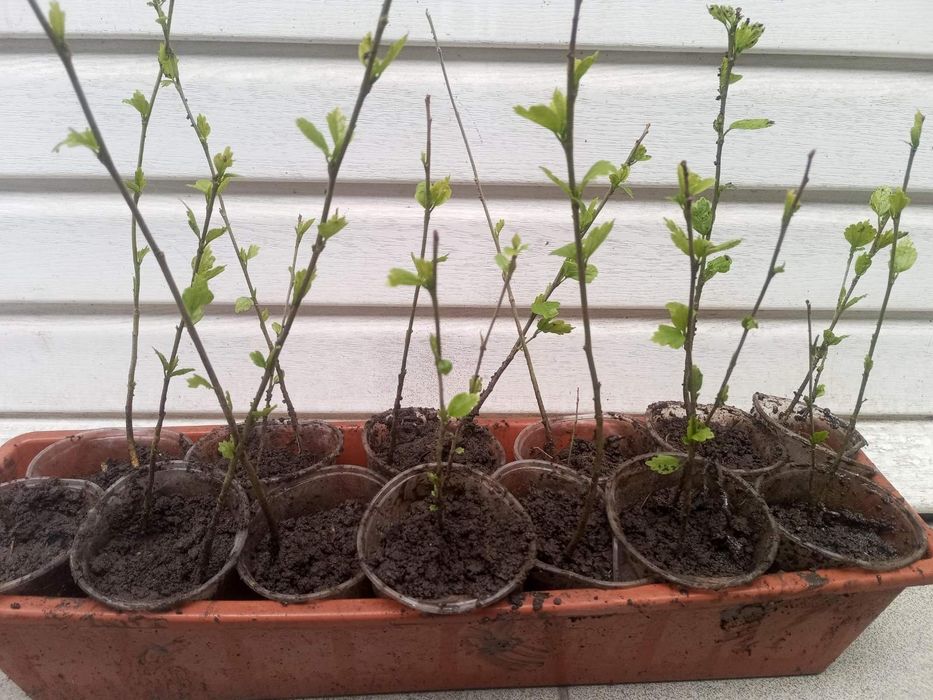 Гібіскус деревовидний саджанці трирічні