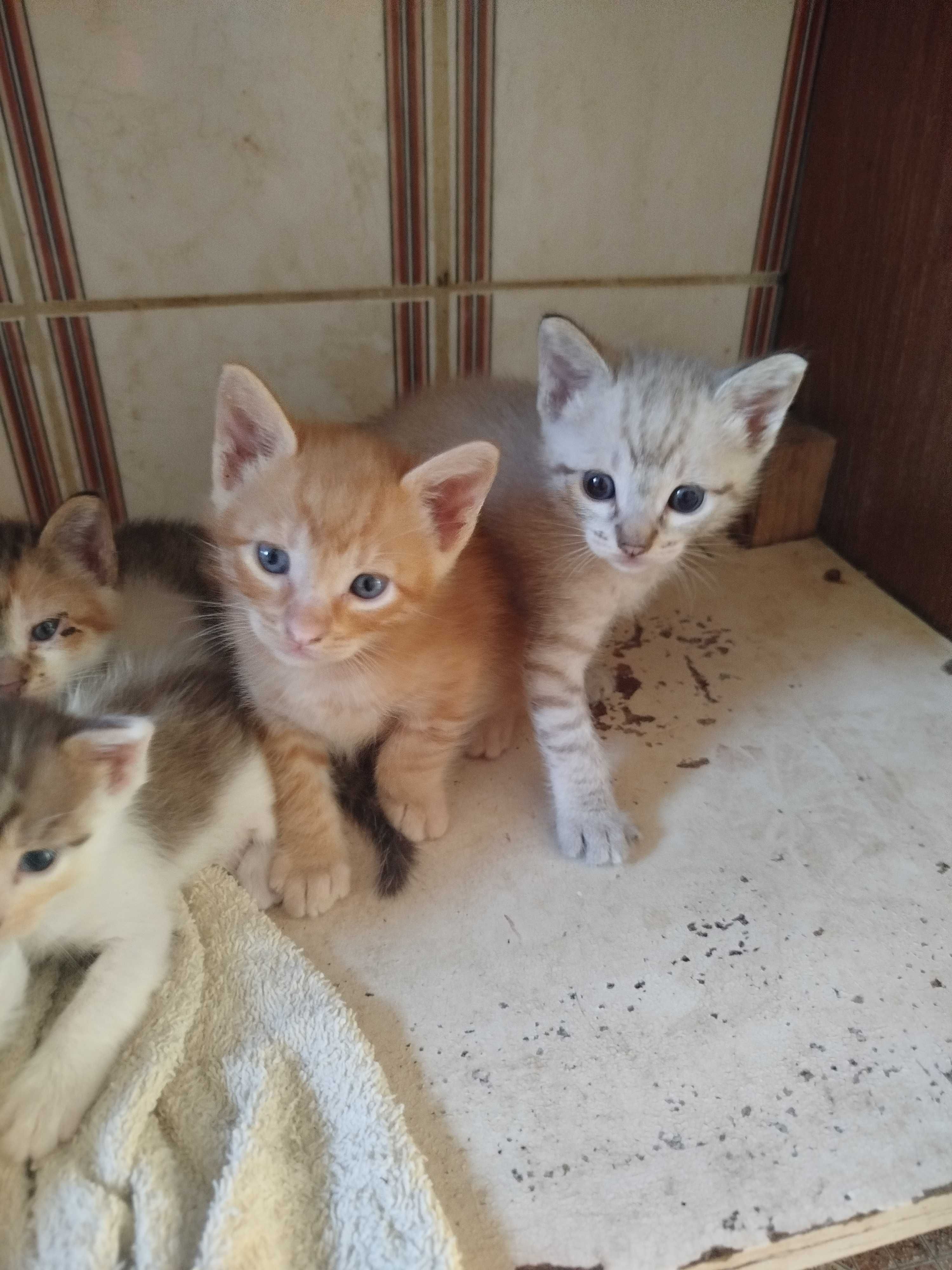 Gatinhos para adoção