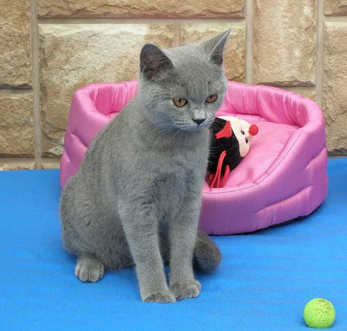 Kot Brytyjski koteczka brytyjska