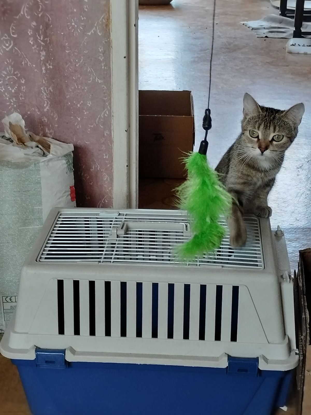 Połroczna kotka szuka odpowiedzialnego domu