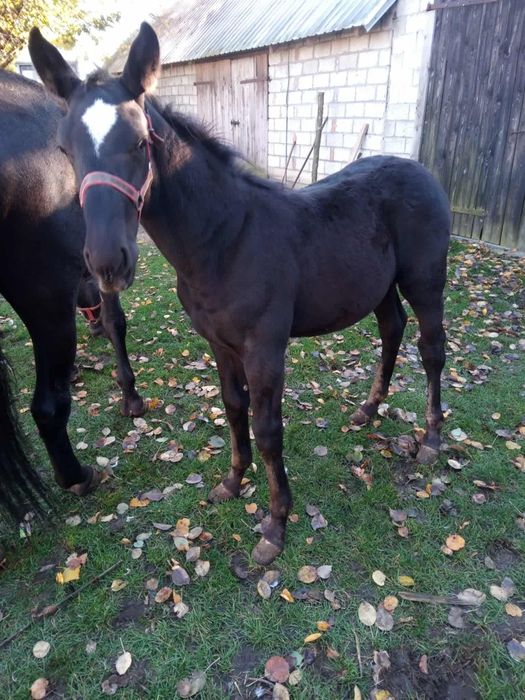 Ogierek śląski po Basie