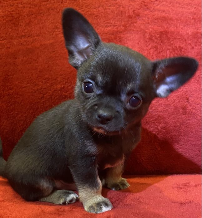 Цуценята чихуахуа