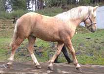 Hispano Breton Palomino