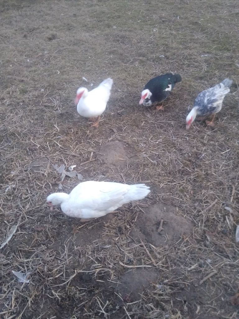 Jajka lęgowe kaczek piżmowych, francuskich jaja kacze, kaczki
