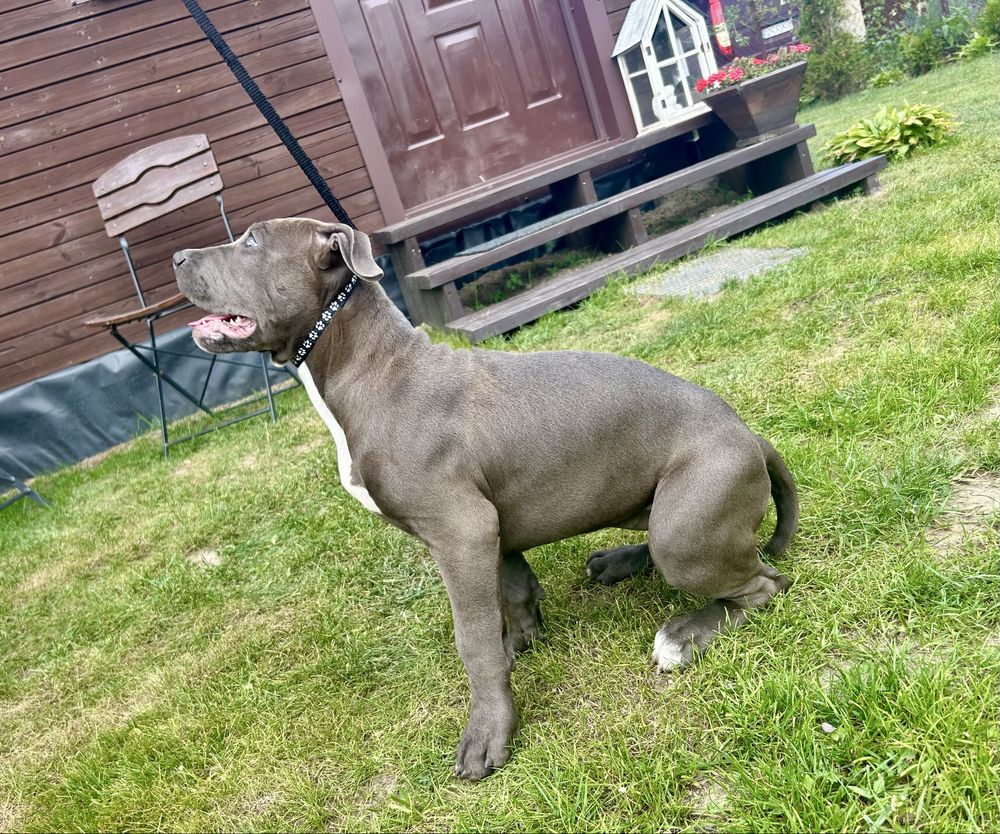 American Bully XL, GLB LUO YI