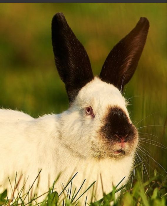 Temos coelhos prontos para nova cada.
