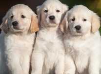 Piesek rasy Golden Retriever ZHPR UCI