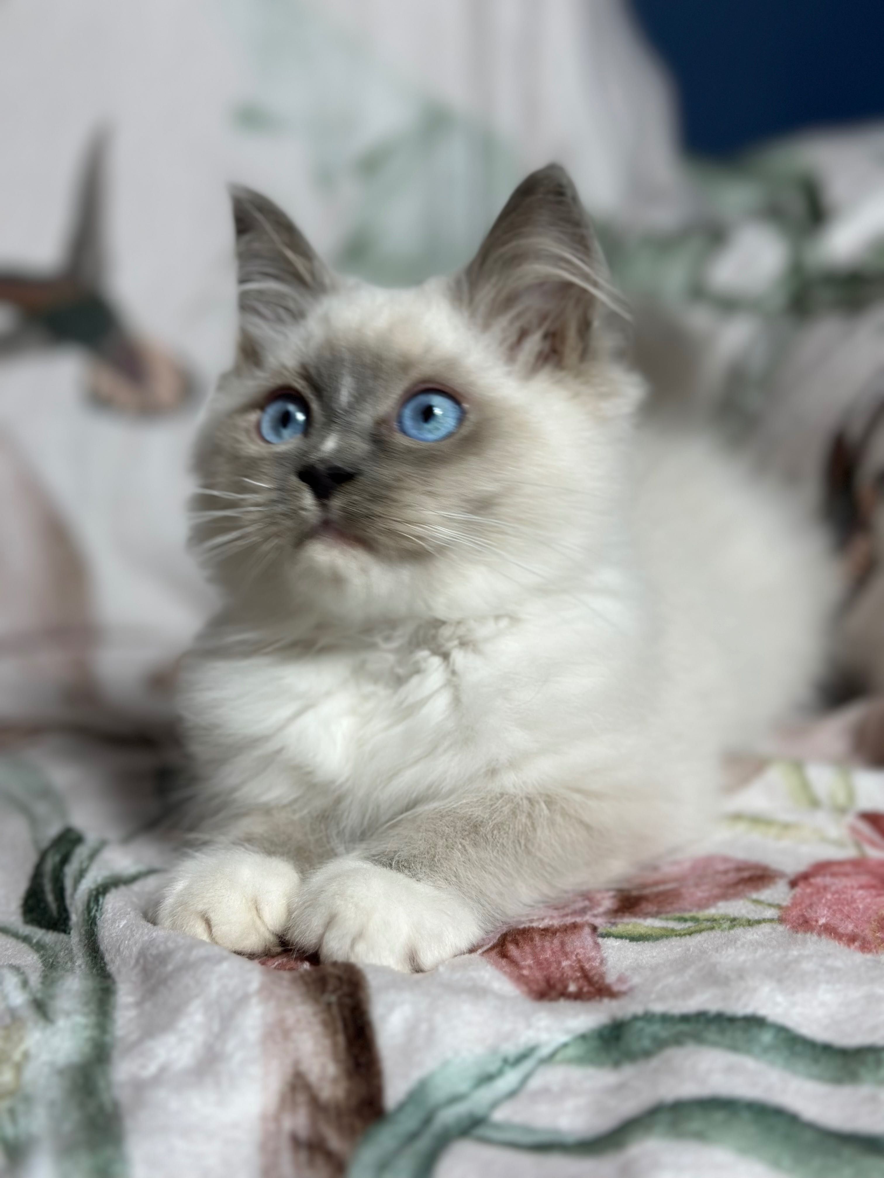 Bardzo towarzyski kocurek Ragdoll