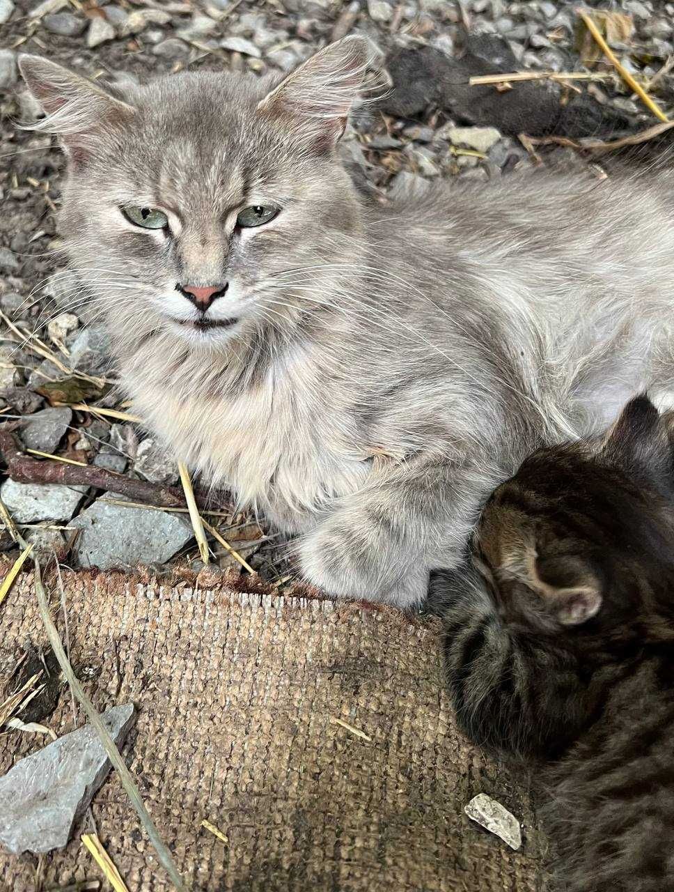 Віддам котенят безкоштовно - кошенята, котята, котики