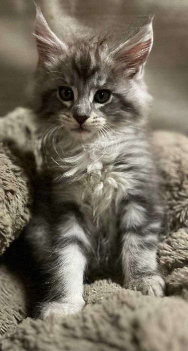 Kotka Maine Coon czarna ze srebrem