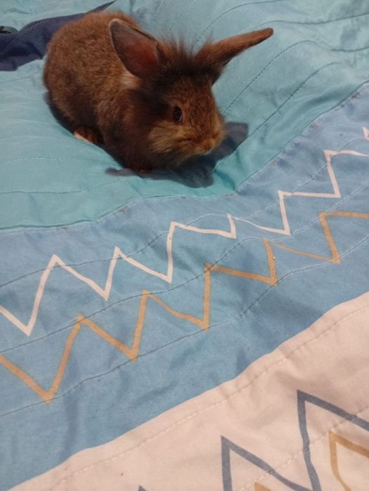 Vendo coelhos de estimação