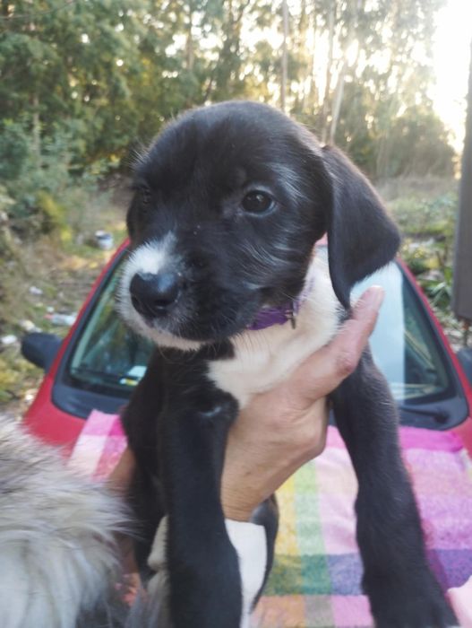 Scubido para adoção muito responsável