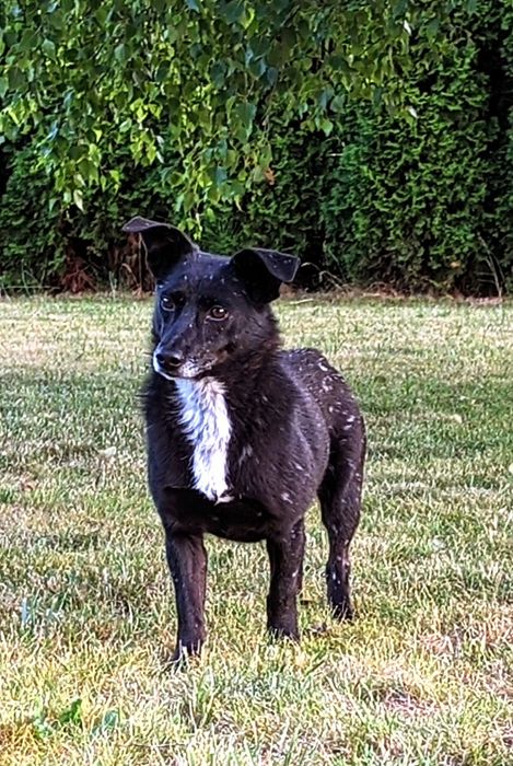 Chojrak - maluch czarny w białe kropki ! do pilnej adopcji !