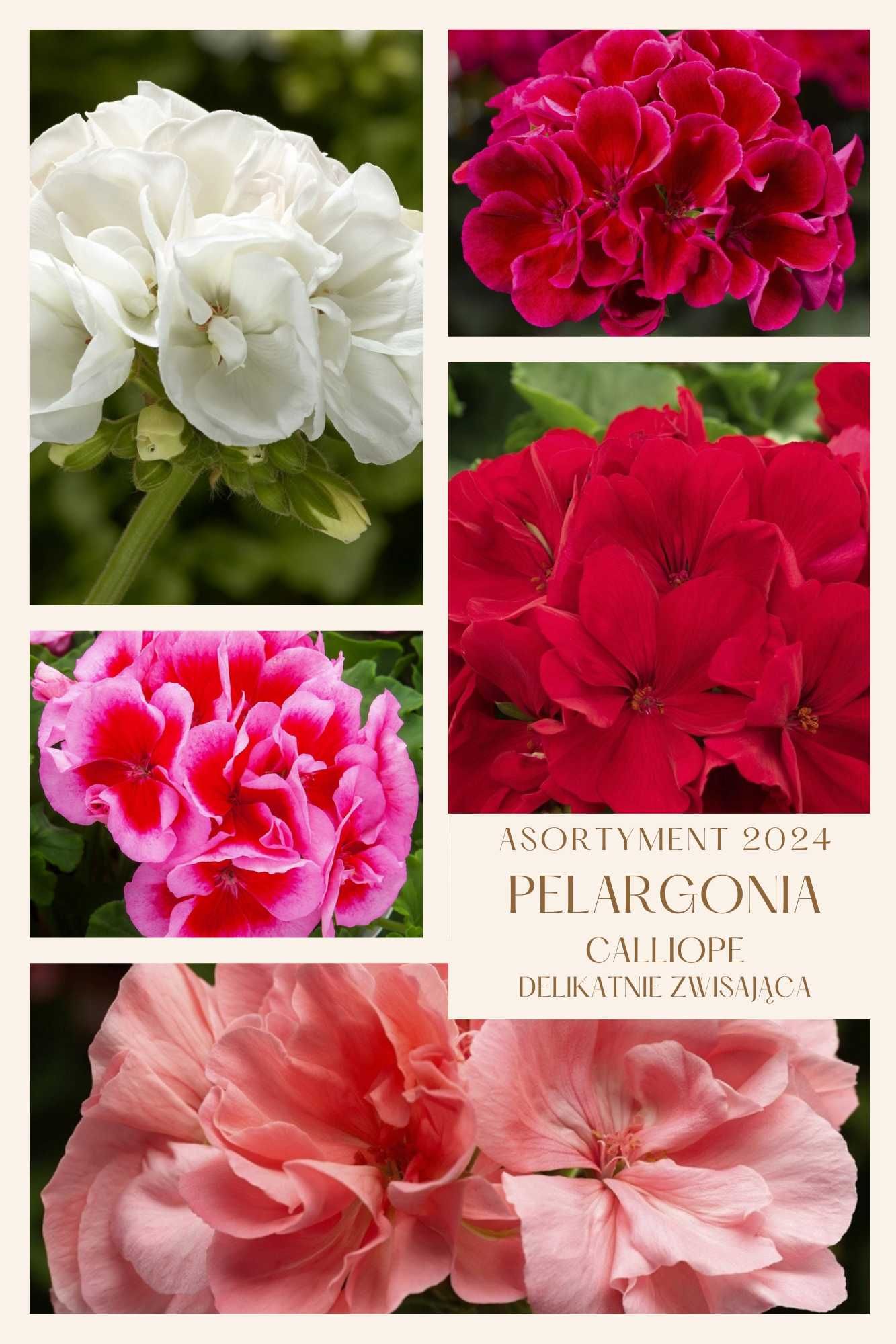 Pelargonia Rabatowa Stojąca Wiele kolorów od producenta.