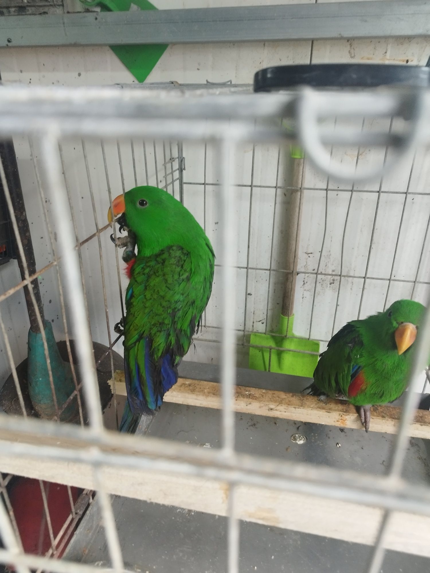 Disponível 2 machos ecletus