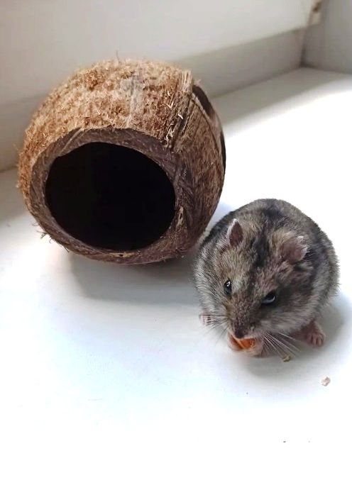 Домик для хомяка из кокоса