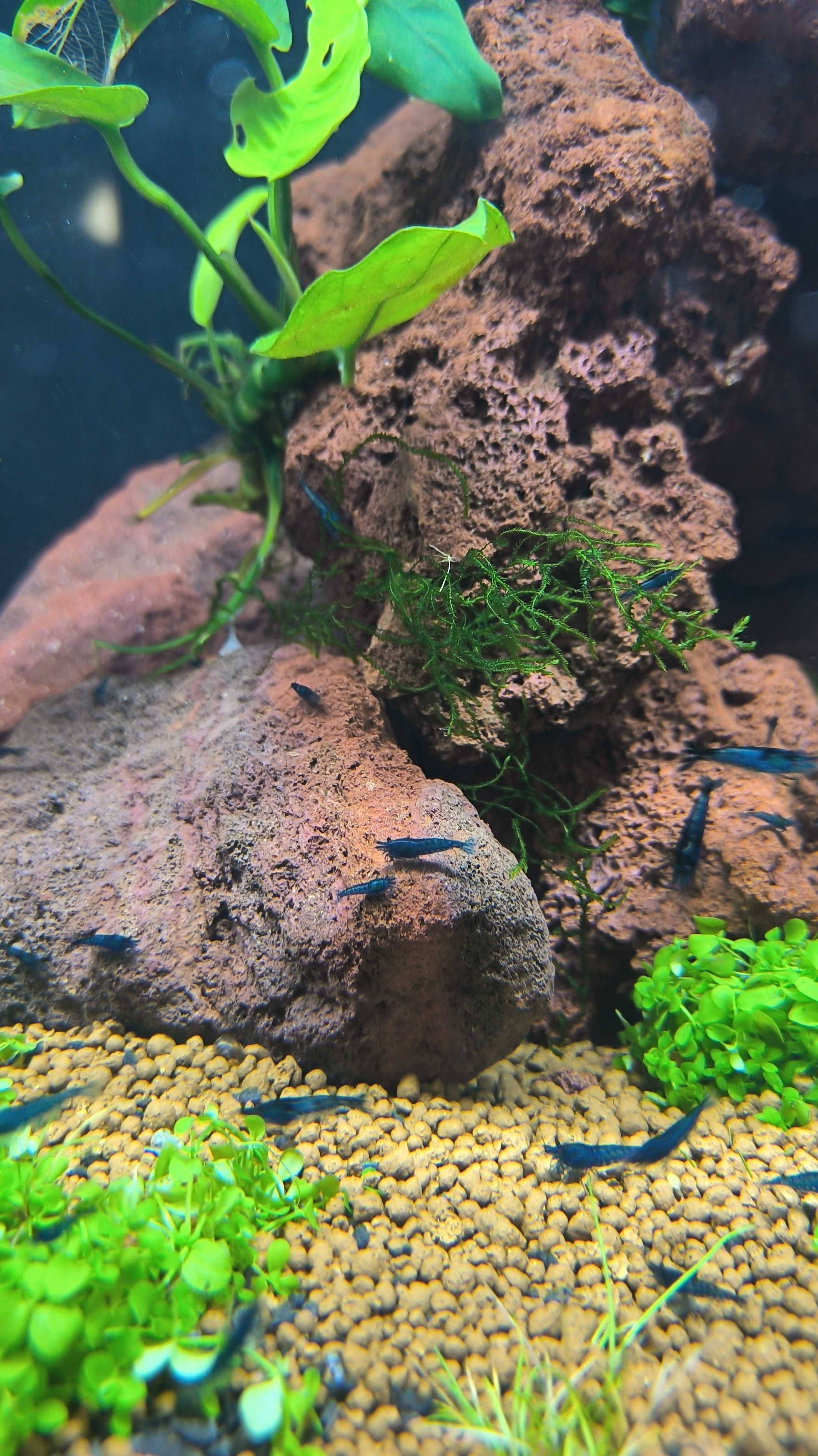 Krewetki Neocaridina Blue Velvet