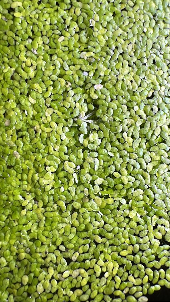 Lentilhas de água - lemna minor planta aquatica