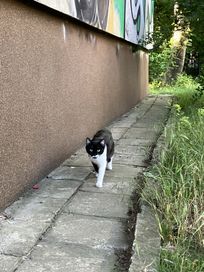 Kot czarno biały szuka właściciela Plac Hirszfelda, Krzyki Wrocław