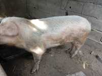 Porco bizaro muito bom para carne