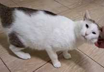 Kicior poleca się do adopcji