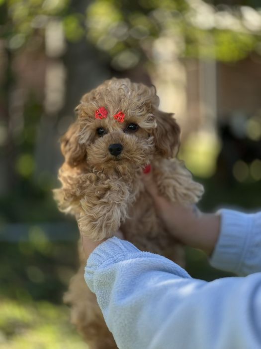 Міні мальтіпу дівчинка – маленьке диво для великої любові. Мальтипу