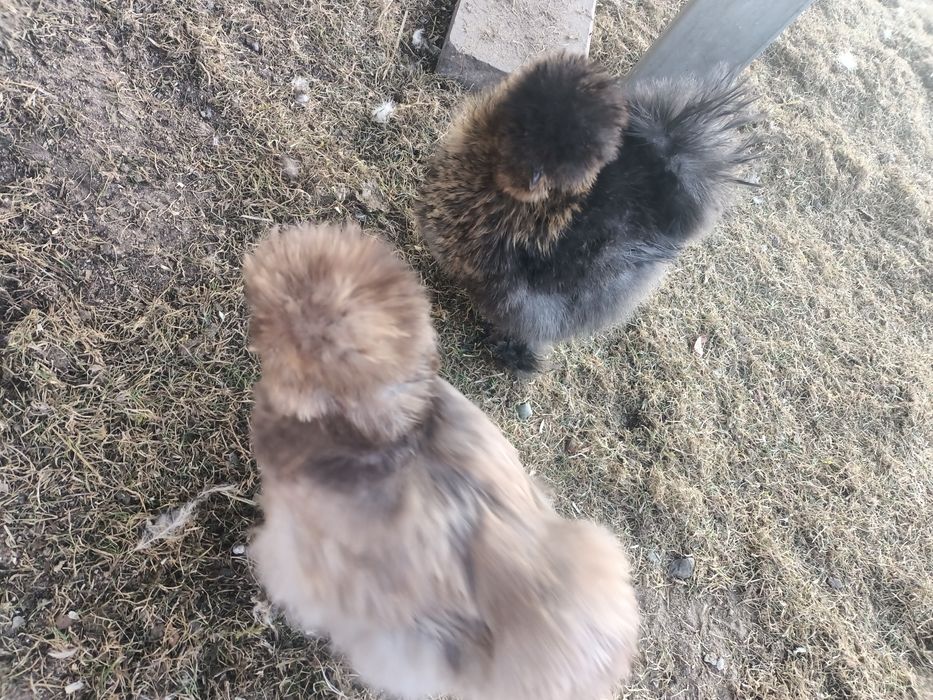 Jajka lęgowe od moich silek ( kura jedwabista,satynowa, lok)