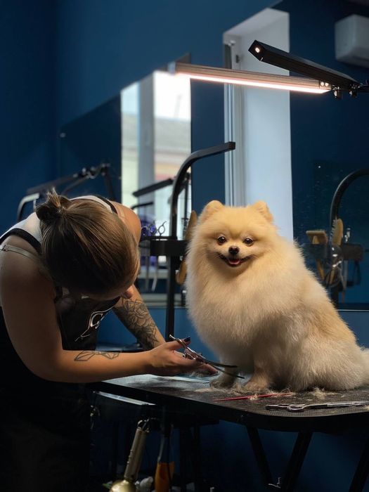 Грумінг.Стрижка собак та котів.SPA.Озонотерапія.Центр.Чернігів