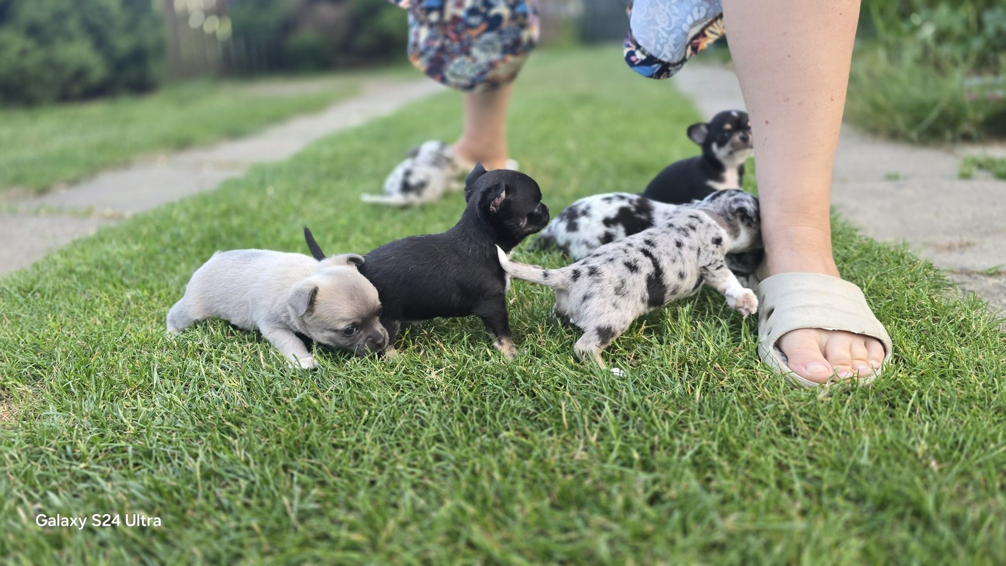 Prześliczna chihuahua piesek"Nocna Furia"