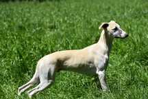 Chart angielski whippet- BARON FCI/ZKwP