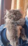 Шоколадный Шотландский котёнок