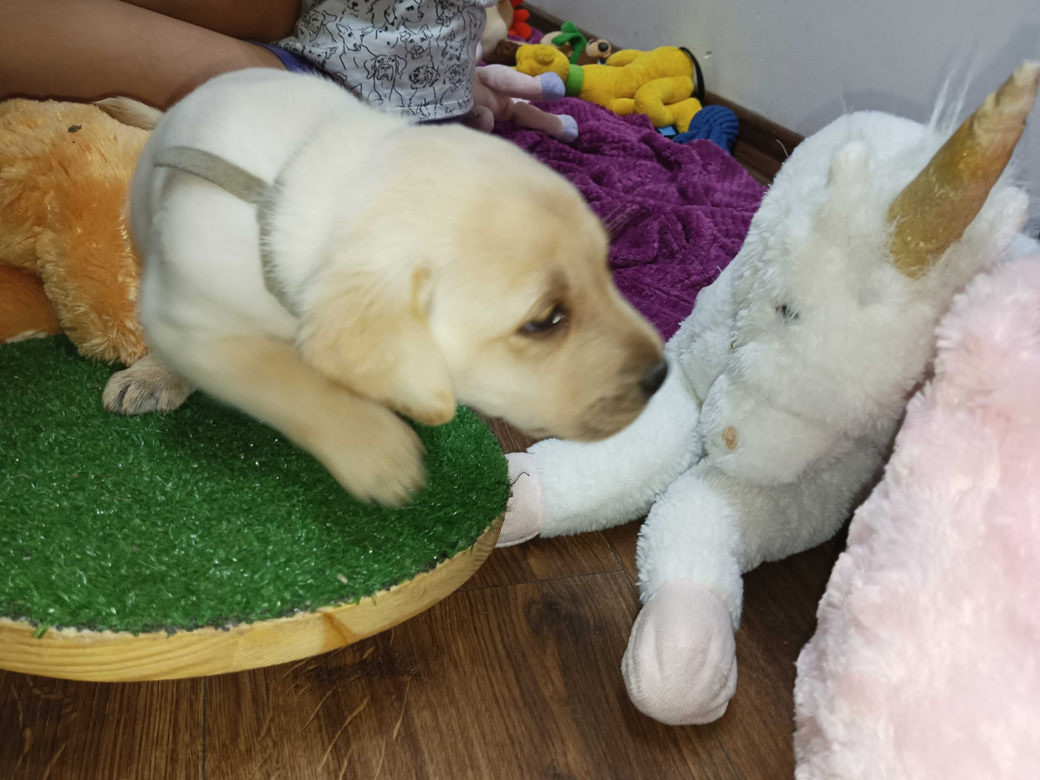 Labrador domowy RadosnePsyRasowe